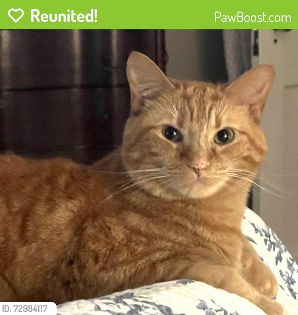 Reunited Male Cat last seen Near DeNyse Dr. , Birmingham, AL 35243