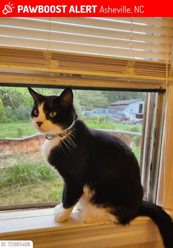 Lost Male Cat last seen Rosehill rd asheville , Asheville, NC 28803