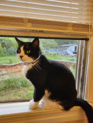 Lost Male Cat last seen Rosehill rd asheville , Asheville, NC 28803