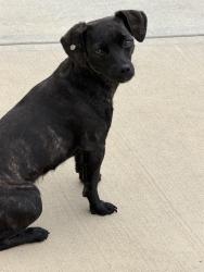 Found/Stray Unknown Dog last seen Glad st and Dodd trail, Greenville, SC 29605