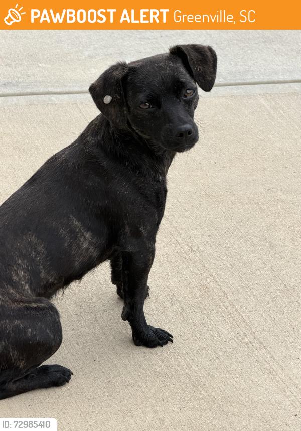 Found/Stray Unknown Dog last seen Glad st and Dodd trail, Greenville, SC 29605