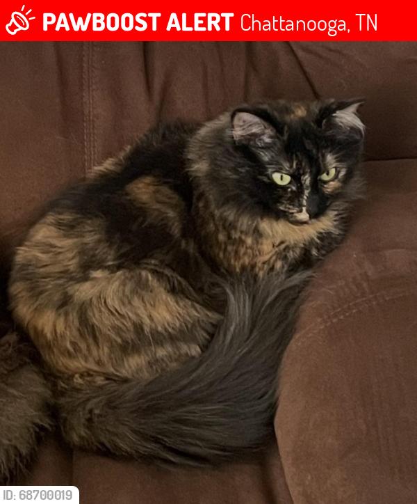 Lost Female Cat last seen Near W. Elmwood Dr. on corner of McRoy (Beason Dr.) near railroad tracks & tower, Chattanooga, TN 37405