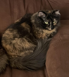 Lost Female Cat last seen Near W. Elmwood Dr. on corner of McRoy (Beason Dr.) near railroad tracks & tower, Chattanooga, TN 37405