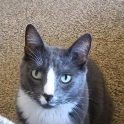 Lost Male Cat last seen Apple Street , Boise, ID 83706