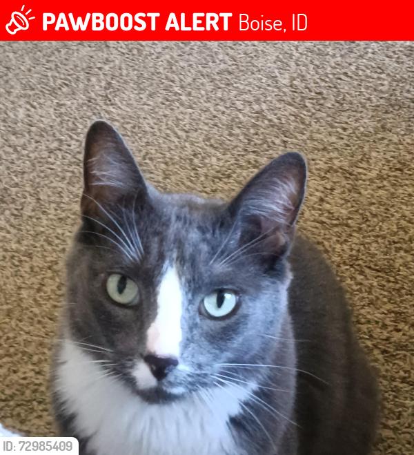 Lost Male Cat last seen Apple Street , Boise, ID 83706