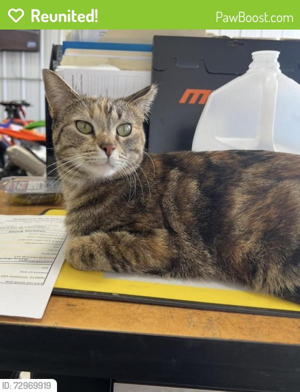 Reunited Female Cat last seen Near Washington St. near Lamb Rd. Intersection, Woodstock, IL 60098