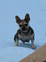 Lost Female Dog last seen Pecos & Russell, Las Vegas, NV 89120