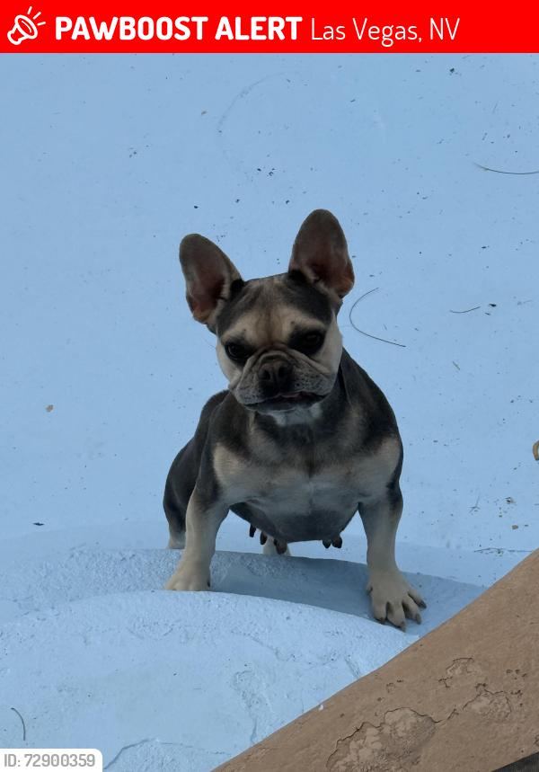Lost Female Dog last seen Pecos & Russell, Las Vegas, NV 89120