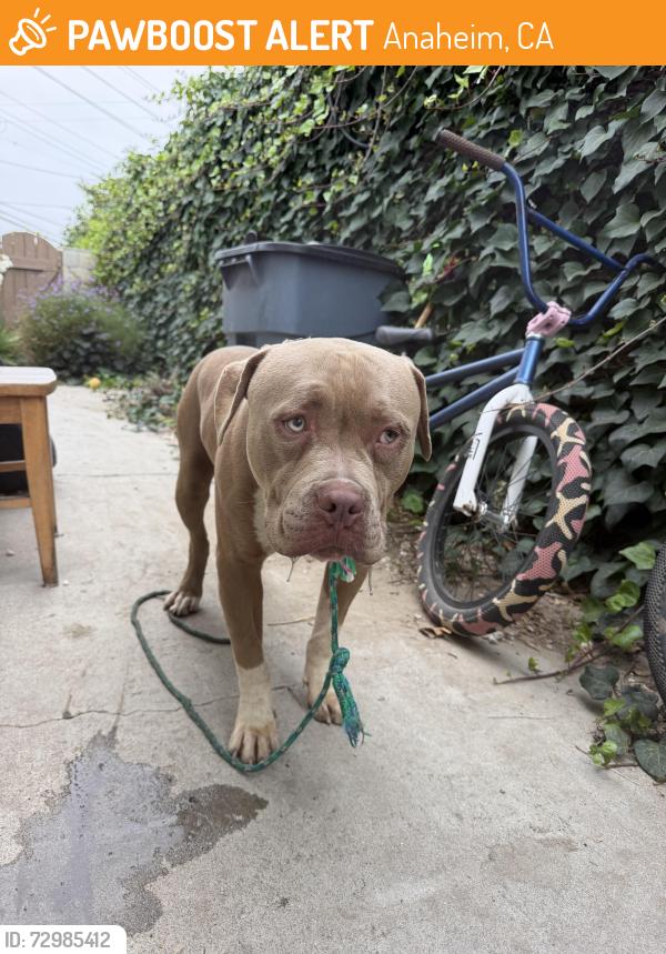 Found/Stray Unknown Dog last seen Ball/Fremont Anaheim, Anaheim, CA 92804