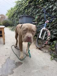Found/Stray Unknown Dog last seen Ball/Fremont Anaheim, Anaheim, CA 92804