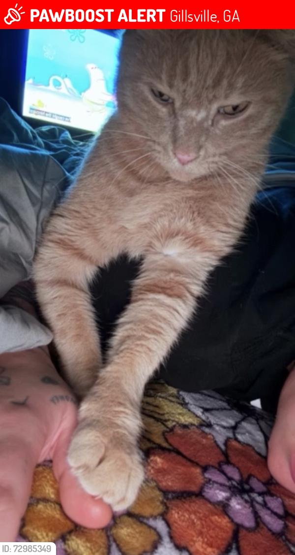 Lost Male Cat last seen Joe chandler rd Gillsville ga, Gillsville, GA 30543