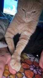 Lost Male Cat last seen Joe chandler rd Gillsville ga, Gillsville, GA 30543