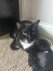 Lost Male Bird last seen Home, Harrisburg, PA 17110