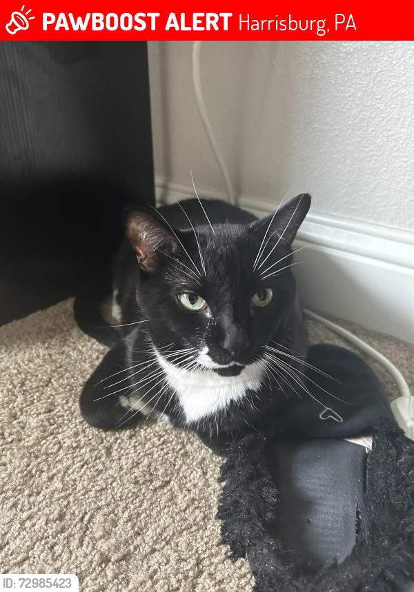 Lost Male Bird last seen Home, Harrisburg, PA 17110