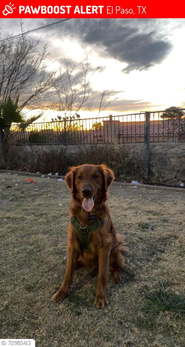 Lost Male Dog last seen Desert Wind Middle School, El Paso, TX 79928