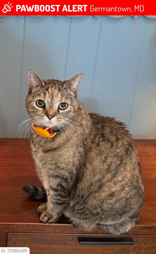 Lost Female Cat last seen Spring Meadows (neighborhood about 1 mi West of Harris Teeter down Seneca Rd.), Germantown, MD 20874