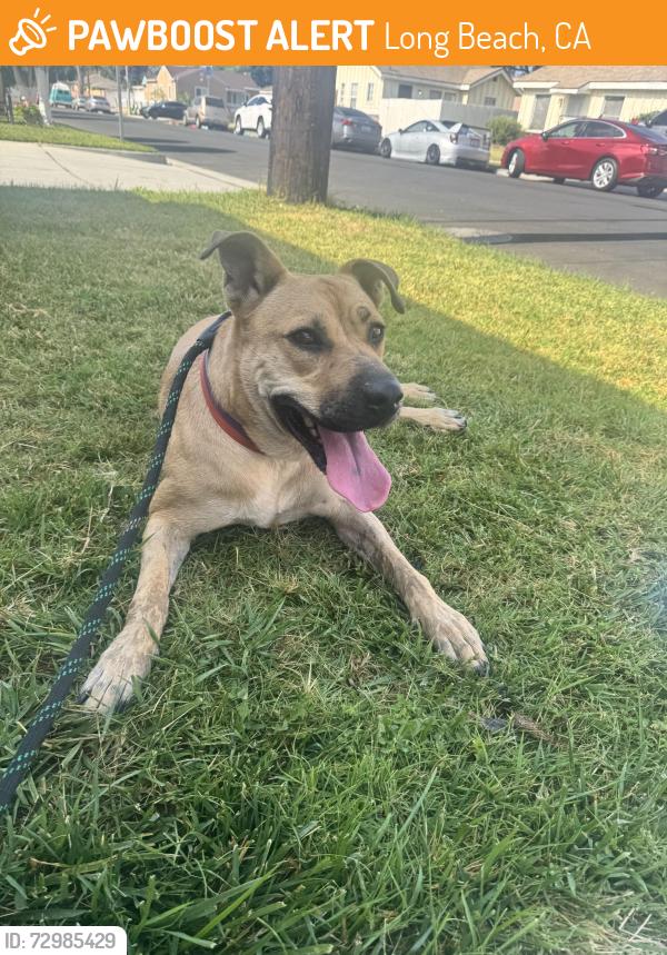 Found/Stray Female Dog last seen 63st and walnut ave, Long Beach, CA 90805
