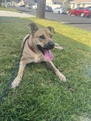 Found/Stray Female Dog last seen 63st and walnut ave, Long Beach, CA 90805
