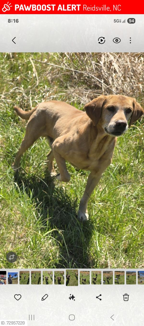 Lost Male Dog last seen Near Liveoak Road, Reidsville, NC 27320