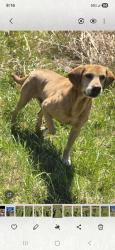 Lost Male Dog last seen Near Liveoak Road, Reidsville, NC 27320