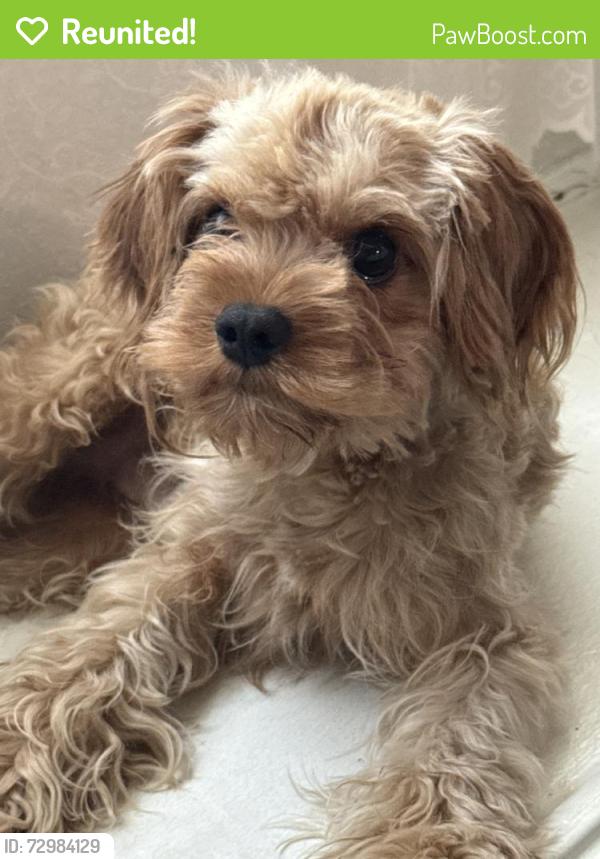 Reunited Male Dog last seen Near W Amberway Ln, Garland, TX 75040, USA, Garland, TX 75040