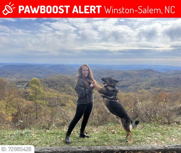 Lost Male Dog last seen Peace haven road , Winston-Salem, NC 27108