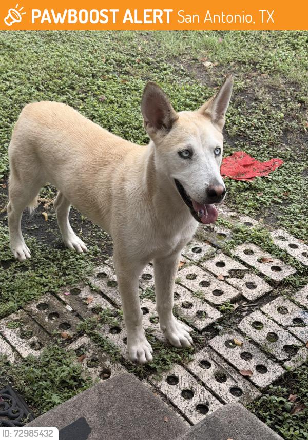 Found/Stray Male Dog last seen Poe middle school, San Antonio, TX 78203