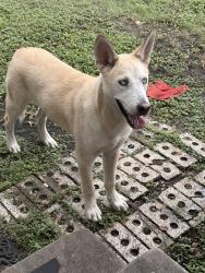 Found/Stray Male Dog last seen Poe middle school, San Antonio, TX 78203