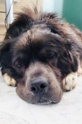 Reunited Male Dog last seen Denby Court, Clayton, NC 27527