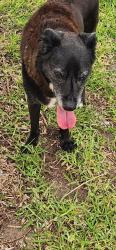 Reunited Female Dog last seen Mariners Gate Subdivision, Edgewater, between Coco Palm Dr and US1, Edgewater, FL 32141
