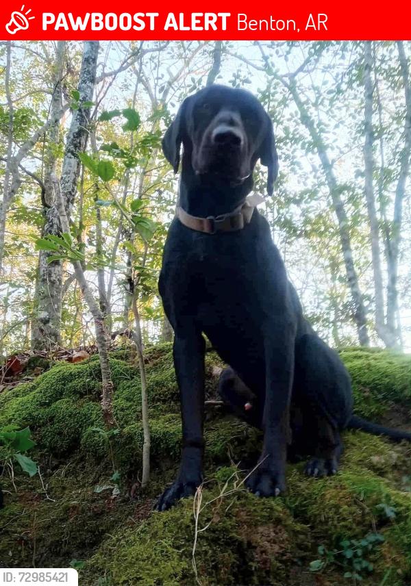 Lost Male Dog last seen Behind Home Depot in Benton, Benton, AR 72019