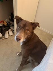 Lost Female Dog last seen Old dention road, Carrollton, TX 75007