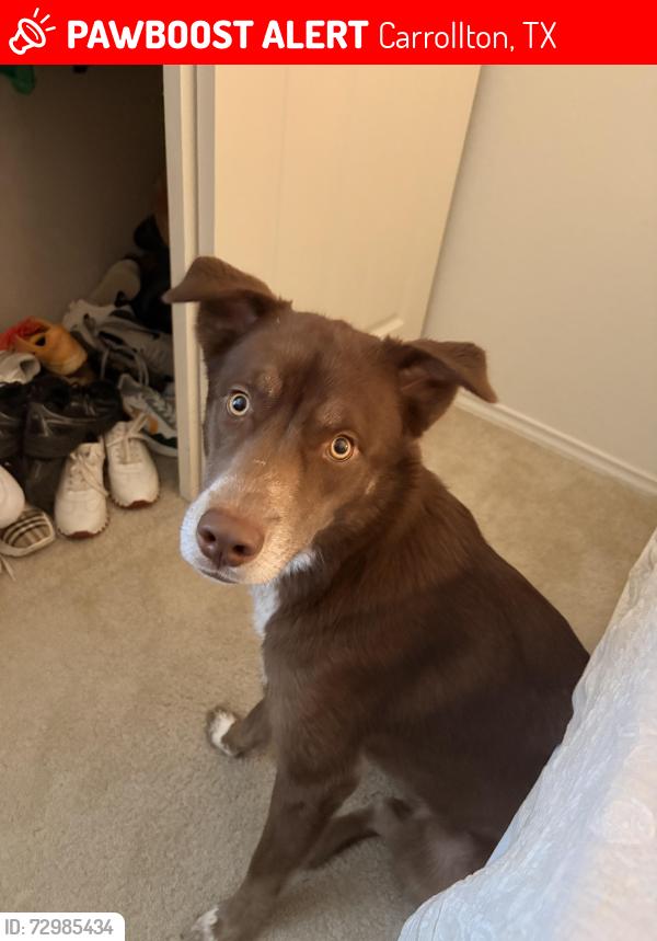 Lost Female Dog last seen Old dention road, Carrollton, TX 75007