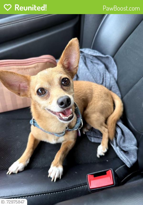 Reunited Male Dog last seen Unknown, New Orleans, LA 70112