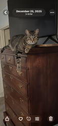 Reunited Male Cat last seen Timberlake/Springwelll Dr, Houston, TX 77043