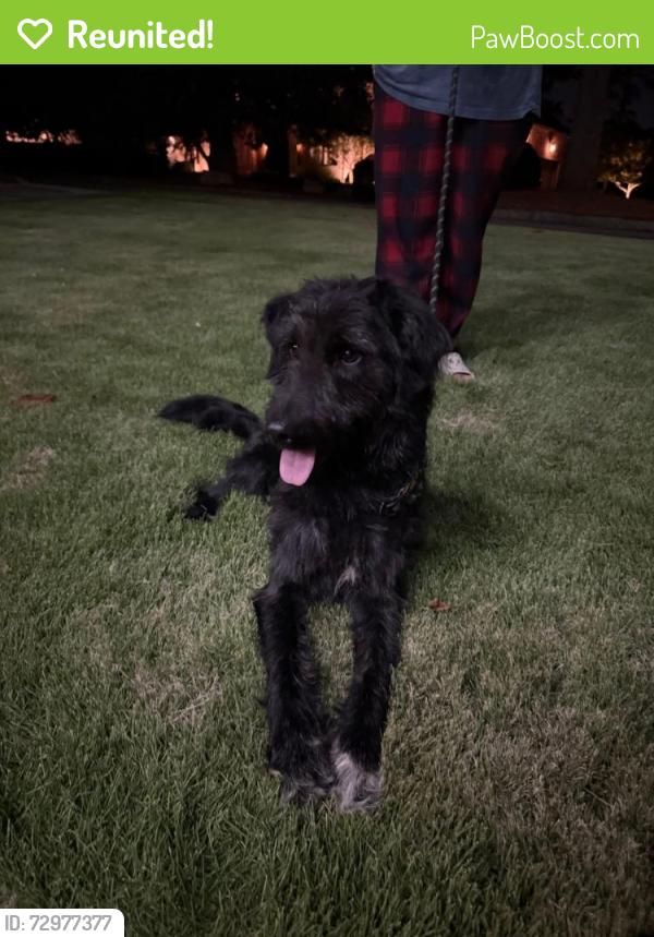 Reunited Female Dog last seen Hidden Hills Dr , Greenville, SC 29605