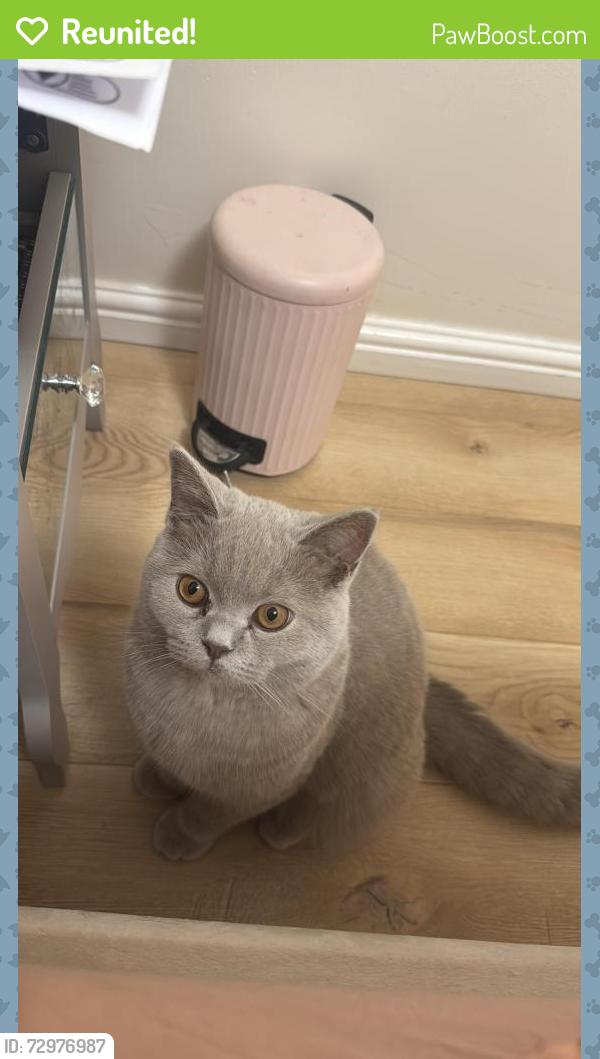 Reunited Male Cat last seen Home farm way by the end of the street, Easter Compton, England BS35
