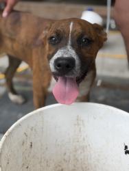 Found/Stray Male Dog last seen Kappa Rd and Kennesaw Rd Loris SC, Horry County, SC 29569