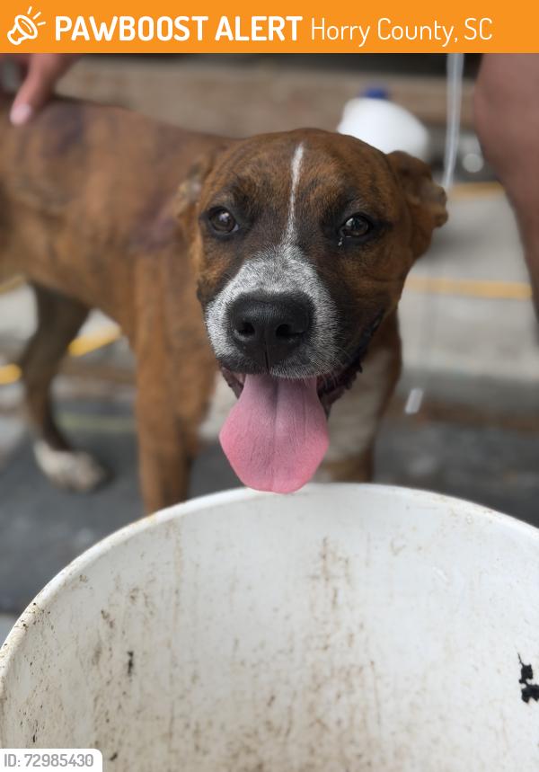 Found/Stray Male Dog last seen Kappa Rd and Kennesaw Rd Loris SC, Horry County, SC 29569