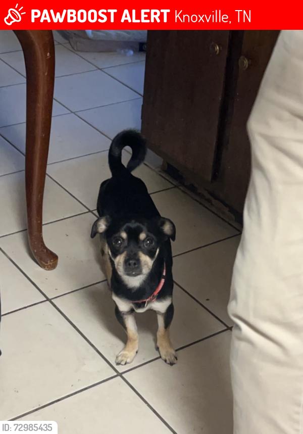 Lost Male Dog last seen Norwood elementary school, Knoxville, TN 37921