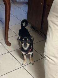 Lost Male Dog last seen Norwood elementary school, Knoxville, TN 37921