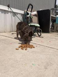 Found/Stray Male Dog last seen Near crook rd, Dalton, GA 30721