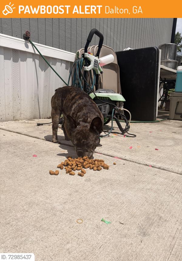 Found/Stray Male Dog last seen Near crook rd, Dalton, GA 30721