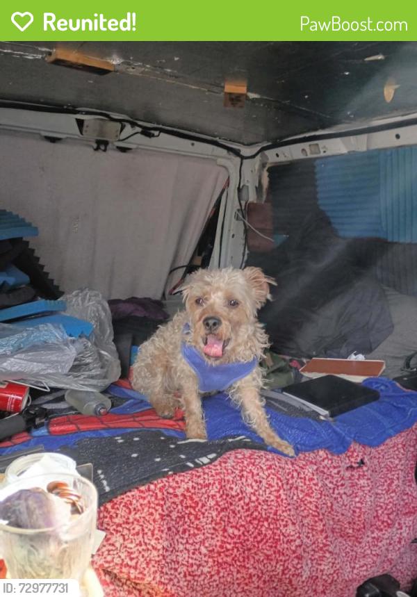 Reunited Male Dog last seen S Athens St, Las Vegas, NV 89169, USA, Las Vegas, NV 89169