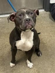 Shelter Stray Female Dog last seen Near Milan, 1st District, , 9203 Detroit Ave, Cleveland, OH 44102, USA