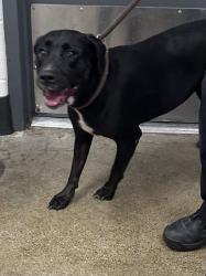 Shelter Stray Female Dog last seen Near Havel, 4th District, OH, 9203 Detroit Ave, Cleveland, OH 44102, USA
