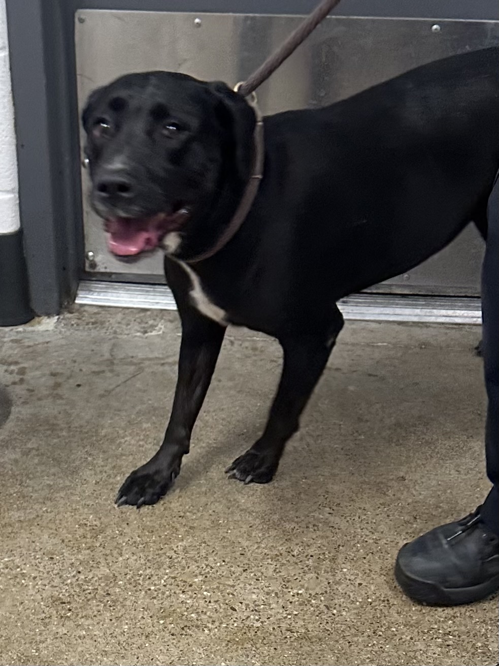 Shelter Stray Female Dog last seen Near Havel, 4th District, OH, 9203 Detroit Ave, Cleveland, OH 44102, USA
