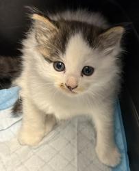 Shelter Stray Male Cat last seen Near 75th ave, Oakland, CA, 1101 29th Ave, Oakland, CA 94601, USA
