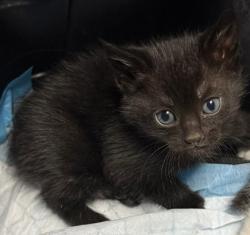 Shelter Stray Female Cat last seen Near 75th ave, Oakland, CA, 1101 29th Ave, Oakland, CA 94601, USA