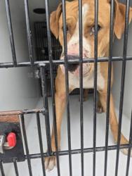 Shelter Stray Male Dog last seen Near forrest park rd, Atlanta, GA, 1251 Fulton Industrial Blvd NW, Atlanta, GA 30336, USA